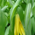 Uvularia grandiflora fleur